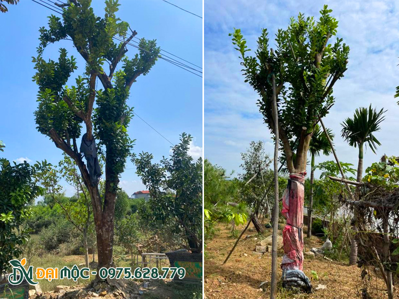 Nhưng gốc bưởi cổ thụ đang dưỡng ủ tại vườn ở Đồng Nai, có bảo hành uy tín