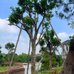 Cây bưởi cổ thụ 25 - 50 năm tuổi