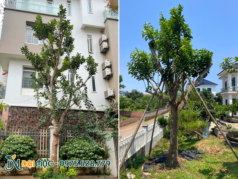 Bưởi cổ thụ trồng trước sân vườn nhà