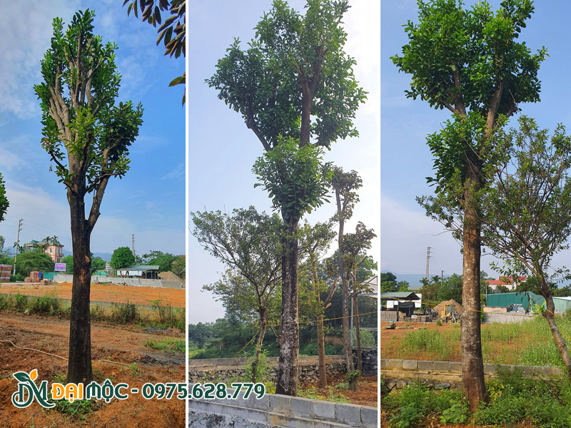 Những cây bưởi lâu năm chiều cao 5 - 6m đang dưỡng ủ tại vườn