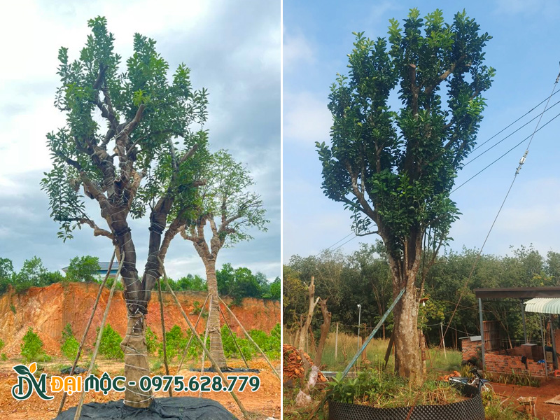 Cây bưởi cổ thụ dưỡng bầu nổi, dáng trực đẹp