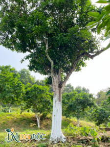 Bưởi cổ thụ đường kính gốc 50cm, tay cành đẹp