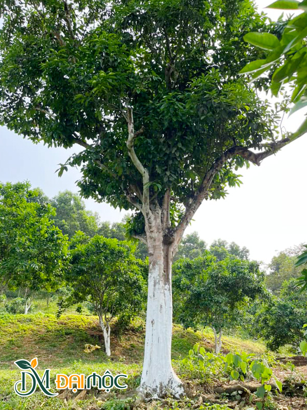 Cây Bưởi Cổ Thụ
