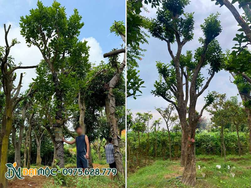 Thợ vườn quay cận cảnh, đứng gần sản phẩm để khách thấy rõ sự tương quan