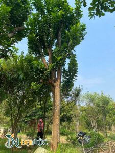 Bưởi cổ thụ hàng tuyển, thoát thân thẳng đẹp, chiều cao tổng thể khoảng 6m