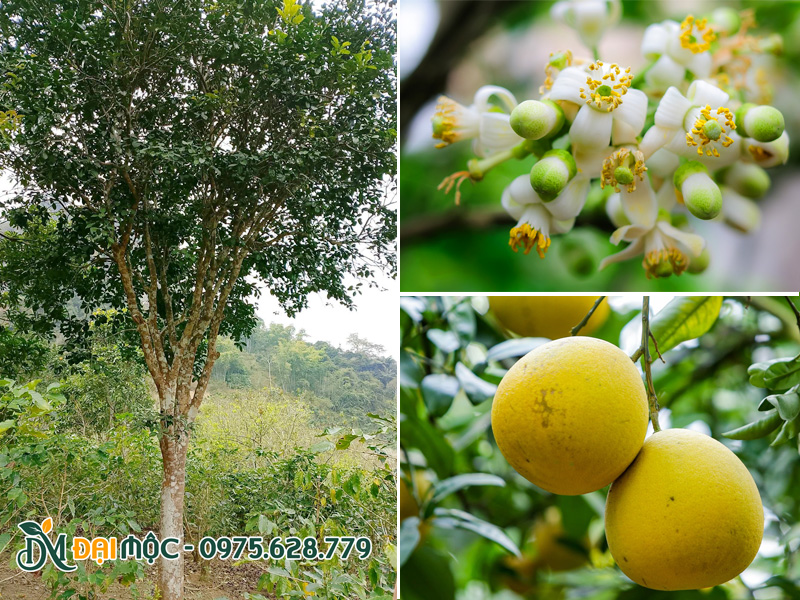 Những đặc điểm hình thái cơ bản của cây bưởi cổ thụ