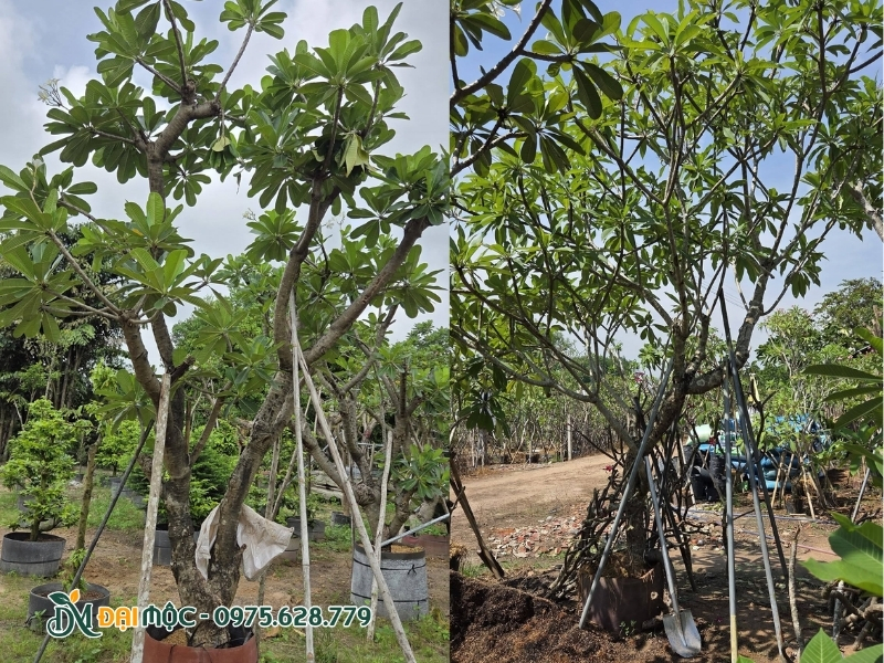 Vòm tán cây hoa đại cổ thụ xanh tốt