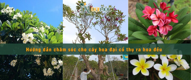 Chăm sóc cho cây hoa đại cổ thụ ra hoa