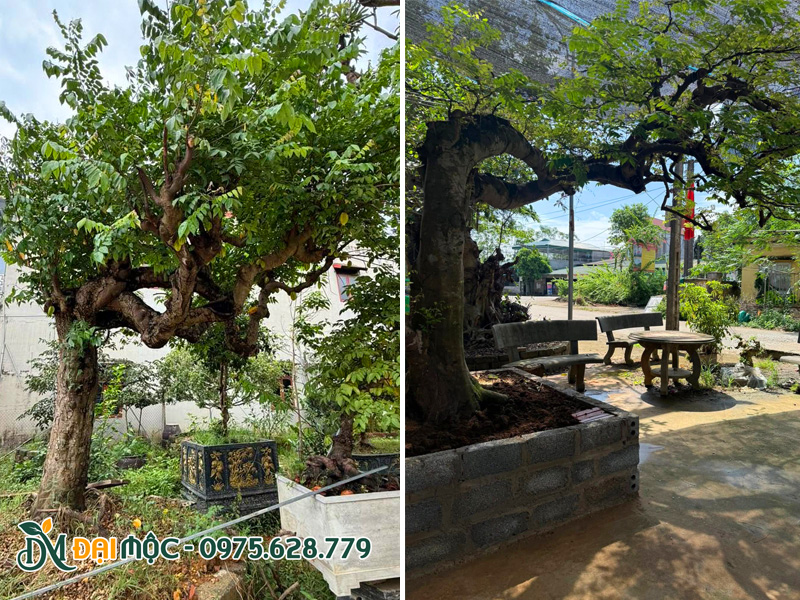 Cây khế bonsai dáng bàn trà trồng chậu cảnh lớn