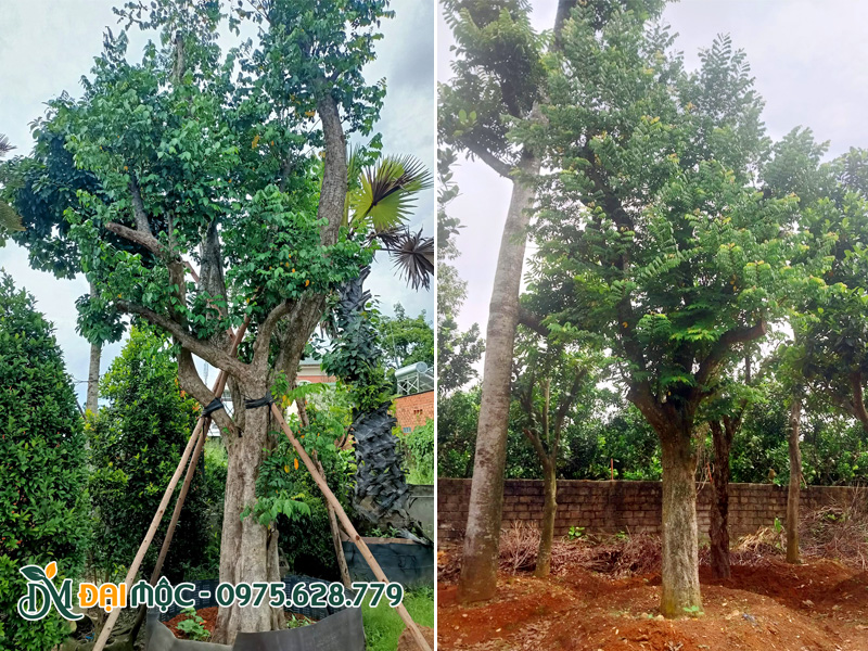 Bãi dưỡng ủ cây khế tại Hà Nội, cây đã dưỡng ủ hơn 1 năm, tán lá đẹp