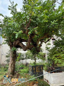 Cây khế cổ thụ dáng bàn trà siêu đẹp