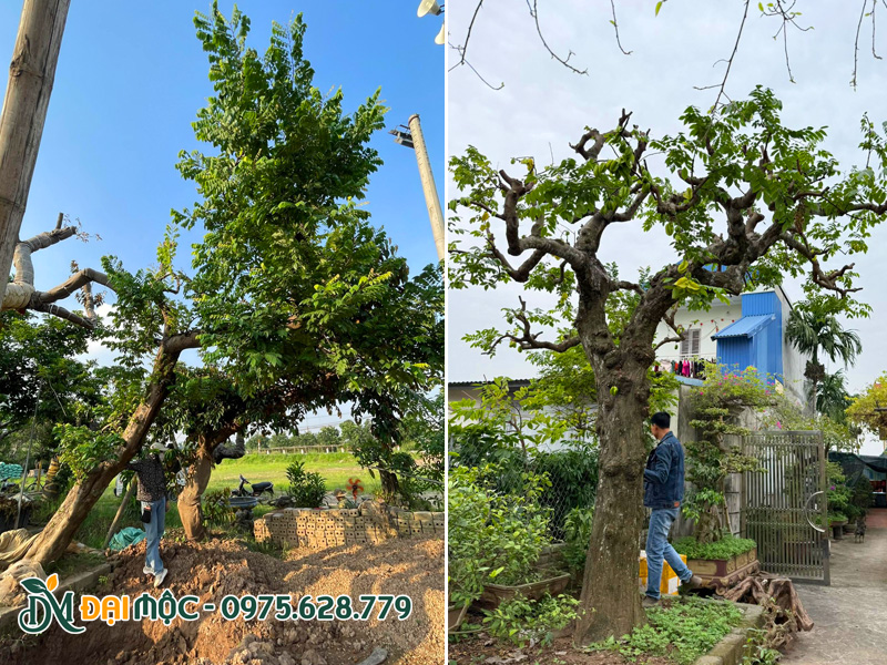 Cây khế dáng bàn trà đẹp, chiều cao  4 - 5m