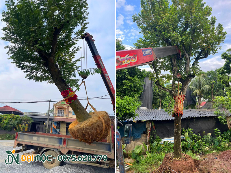 Cẩu hạ và vận chuyển cây khế cổ thụ bằng xe cẩu tự hành tải trọng lớn