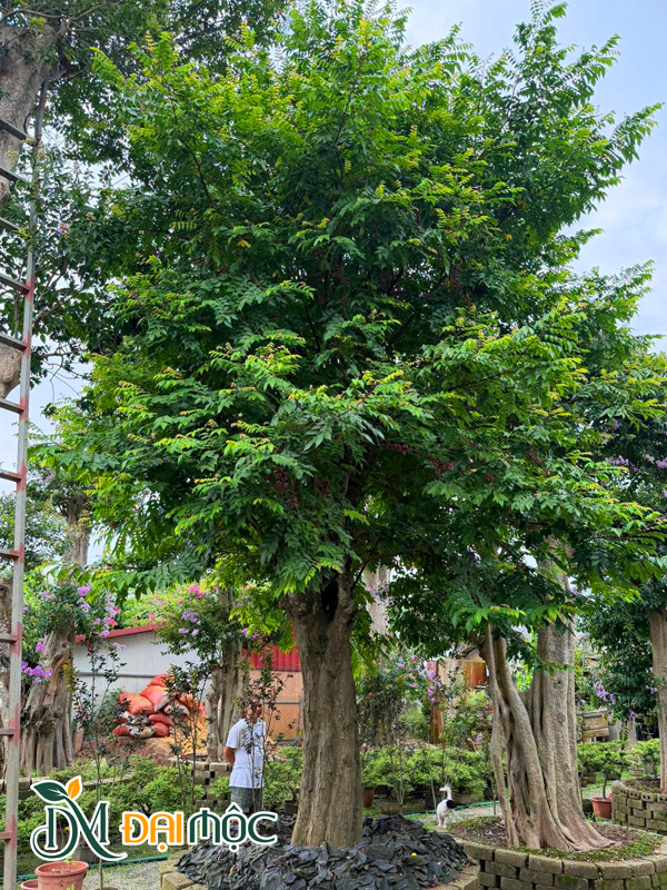 Cây Khế Cổ Thụ