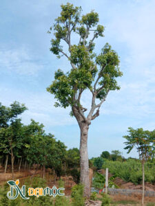 Cây vanh gốc 120cm, chiều cao hơn 7m