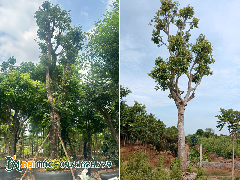 Cây lộc vừng đại thụ cao 8 - 9m tại vườn ở Hà Nội