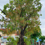 Cây lộc vừng cổ thụ độc bản
