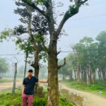 Cây lộc vừng cổ thụ tầm trung
