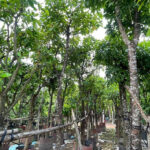 Cây lộc vừng công trình tuyển chọn