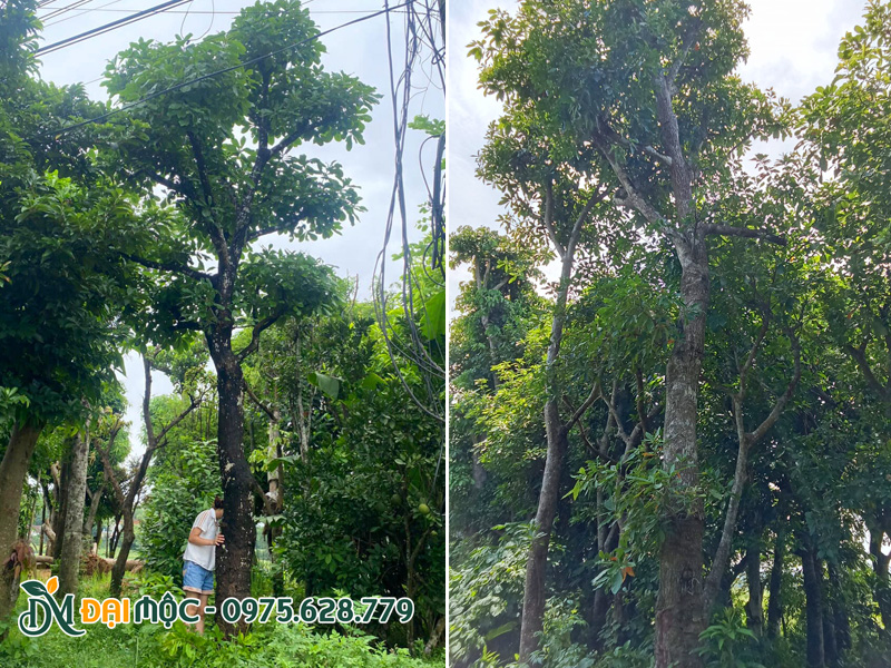 Cây lộc vừng đường kính gốc 40cm, dáng thẳng tự nhiên