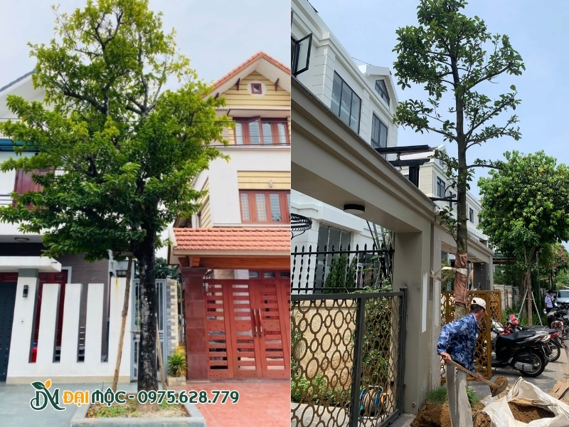 Cây chay ruột đỏ cổ thụ trồng trước nhà