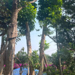 Ngọc lan cổ thụ hơn 30 năm tuổi
