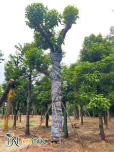 Cây ngọc lan đại thụ đường kính gốc 50cm trở lên
