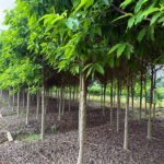 Cây ngọc lan trắng công trình tuyển chọn