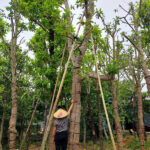 Cây hoa ngọc lan cổ thụ 20 - 30 năm tuổi