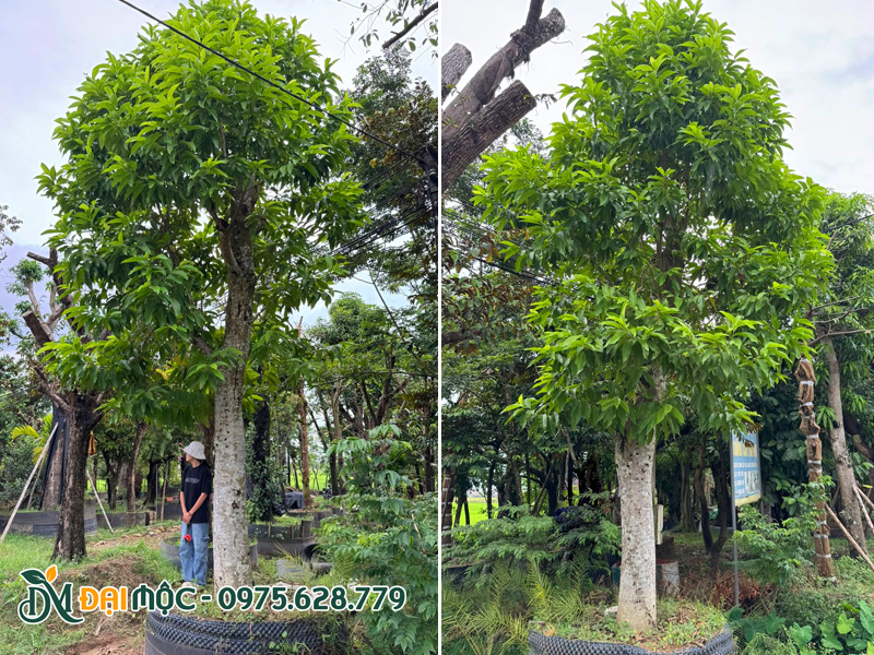 Cây dưỡng bầu nổi, vanh gốc 120 - 130cm