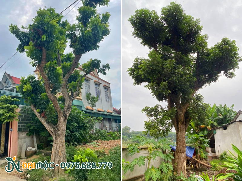 Những gốc nhãn đã dâm ủ nhiều năm, thoát thân cao gần 3m, đường kính gốc 40 - 50cm