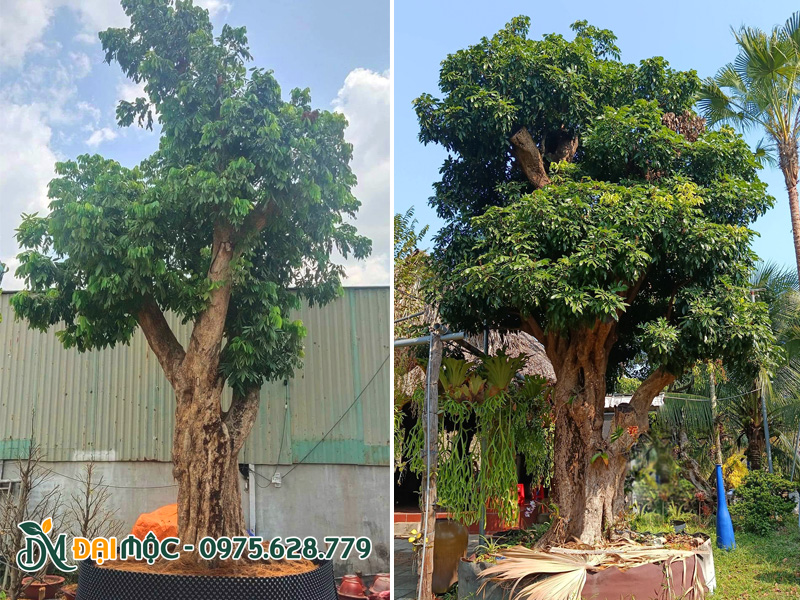 Những gốc nhãn cổ thụ đã dưỡng ủ 2 - 3m, tán đẹp, rễ khỏe
