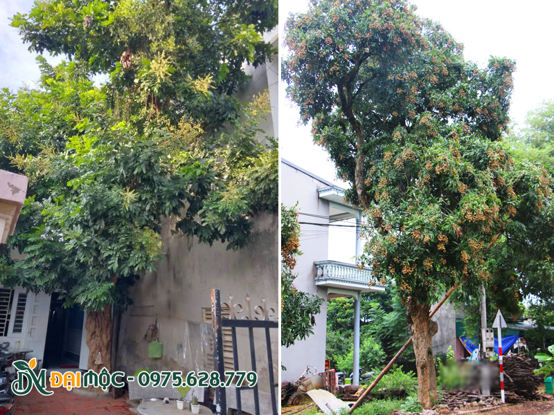 Cây nhãn cổ thụ cao 10m, hoa siêu sai