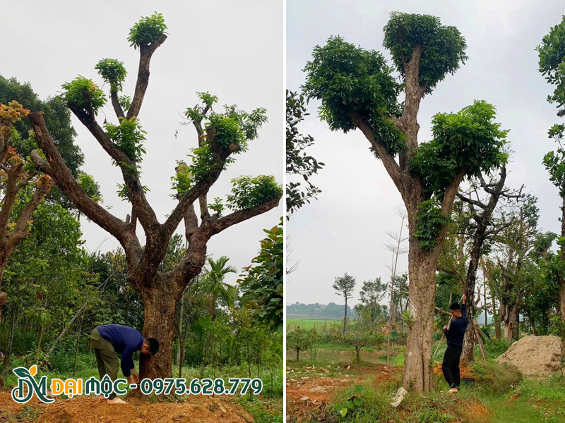 Kỹ thuật viên đang đo đạc cây nhãn cổ thụ đã dâm ủ tại bãi tập kết