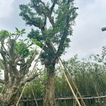 Cây nhãn dưỡng ủ đường kính gốc 45cm