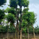 Cây nhãn cổ thụ vanh 180cm