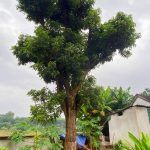 Cây nhãn cổ thụ 30 - 60 năm tuổi