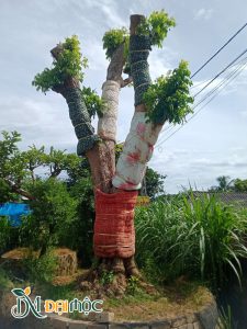 Cây mới dâm ủ được quấn thân để giữ ẩm, tránh mất nước