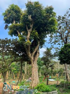 Cây nhãn đẹp, thân thẳng, tán gọn, vanh gốc hơn 120cm