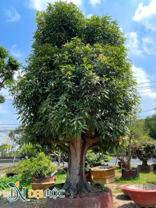 Cây xoài cổ thụ tán lá sum suê, đang ra hoa