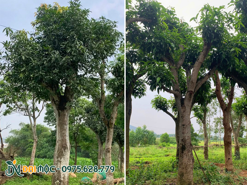 Cây xoài cổ thụ đường kính gốc 40cm, chiều cao hơn 5m