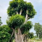 Cây xoài cổ thụ độc bản