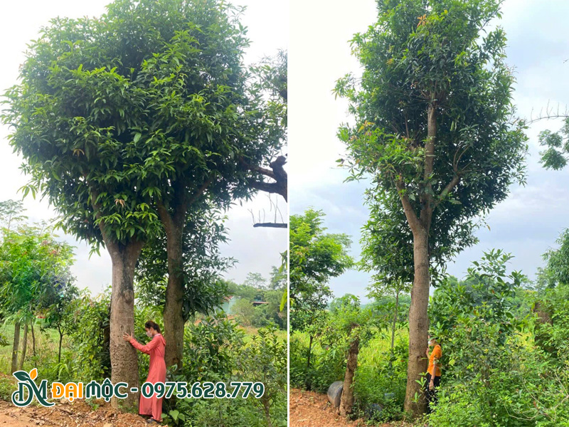 Nhân viên đứng gần gốc để khách hàng đánh giá được chiều cao, kích thước đồ sộ của cây