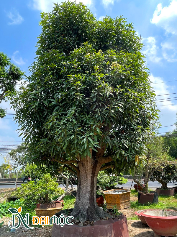 Cây Xoài Cổ Thụ