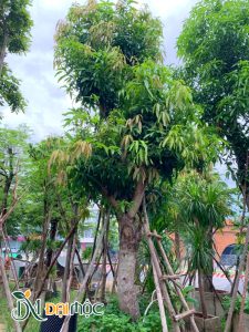 Cây xoài dâm ủ liên tục ra đọt và lá non