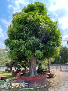 Xoài cổ thụ trồng sân vườn siêu đẹp, tán tròn xanh tốt