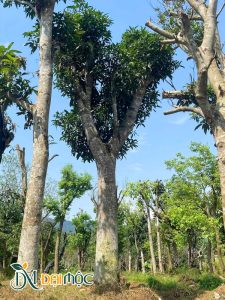 Cây xoài vanh gốc 180cm trở lên
