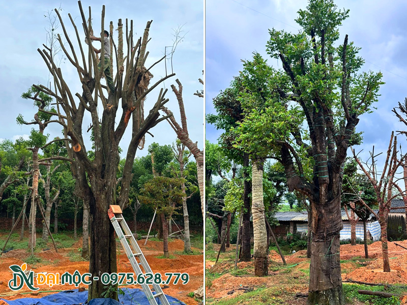 Hình ảnh cây khế đại thu khi mới dâm ủ và khi đã dâm ủ được hơn 6 tháng