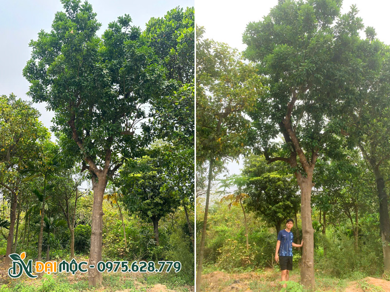 Gốc cây bưởi cổ thụ thoát thân 2.5m, chiều cao tổng 7m