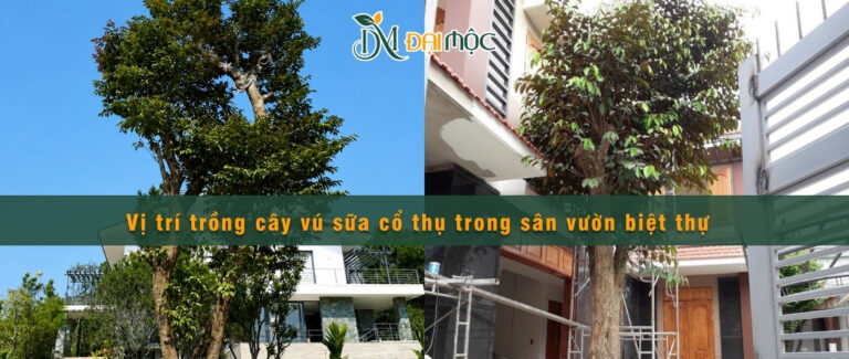 Vị trí trồng cây vú sữa cổ thụ trong sân vườn biệt thự phù hợp